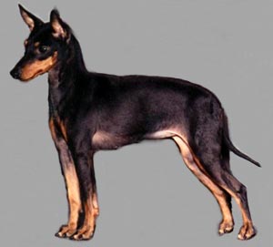 Typical Manchester Terrier